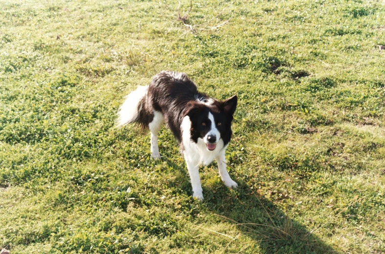 a dog that is standing in the grass