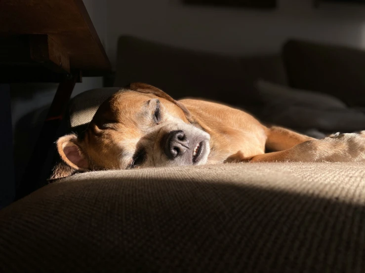 a dog lays on its back and sleeps