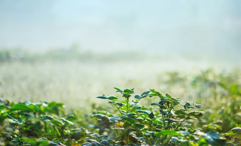 plants growing in a field on a foggy day