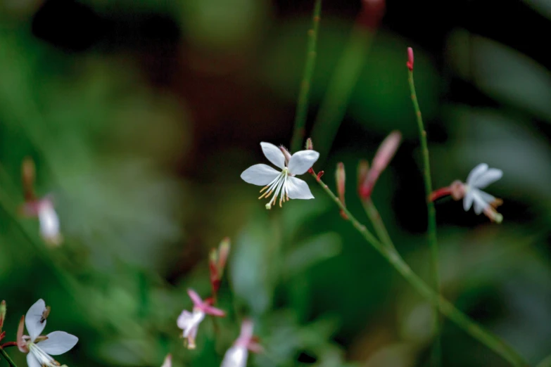 some white and pink flowers in a forest