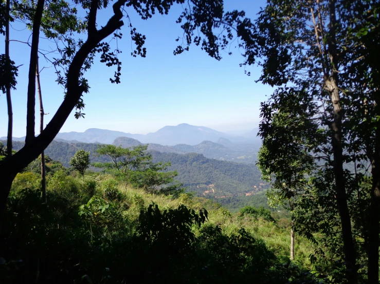 trees in the foreground are shown on a sunny day