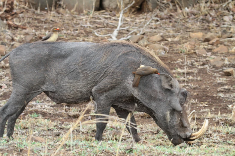 there is a large cow grazing in a field