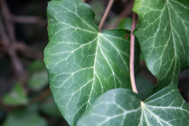 a plant with green leaves and nches