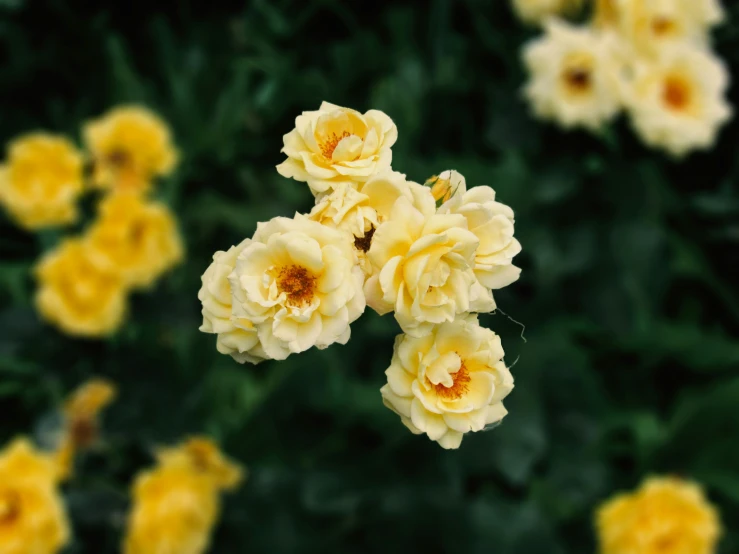 a bunch of yellow flowers that are blooming