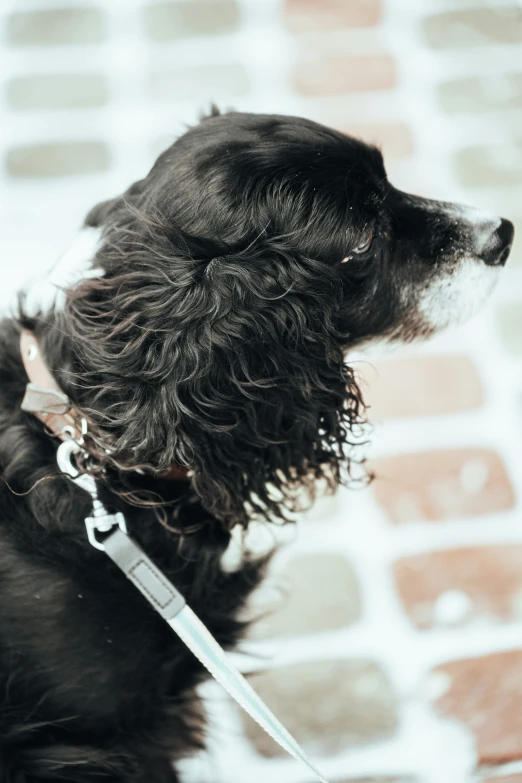 a black dog sitting on top of a floor next to a red and white tiled floor