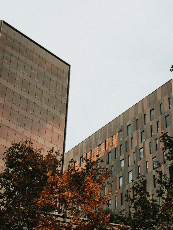 some very tall buildings near a tree