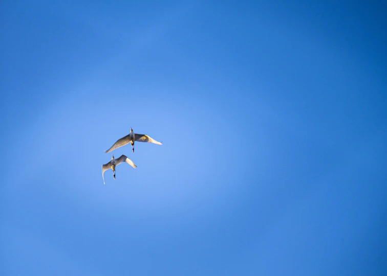 three birds fly in the clear blue sky