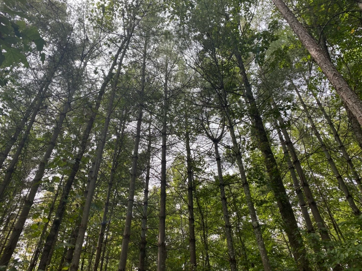 a bunch of trees that are by each other