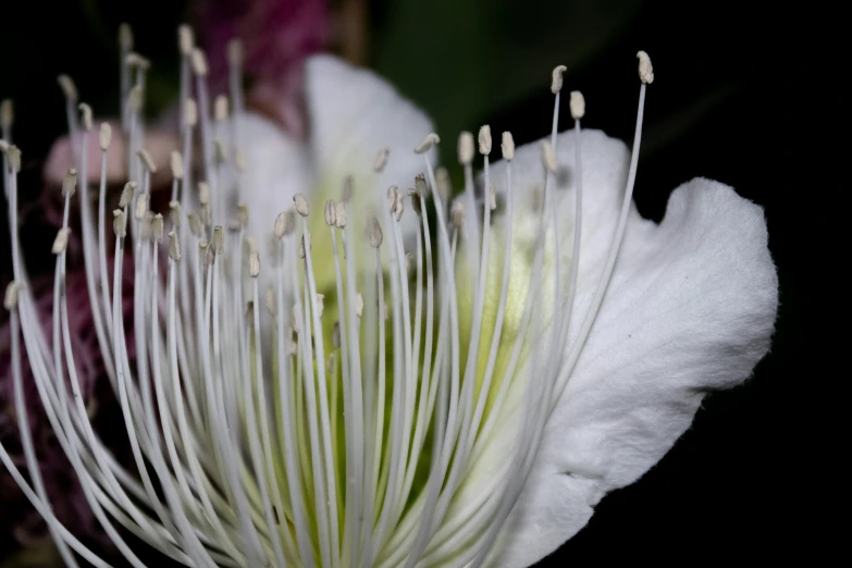 closeup image of white flowers with stamen