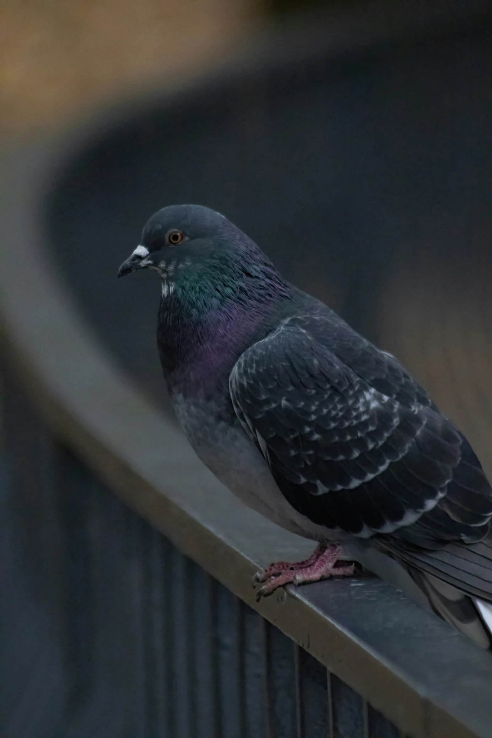 a pigeon standing on the edge of a fence