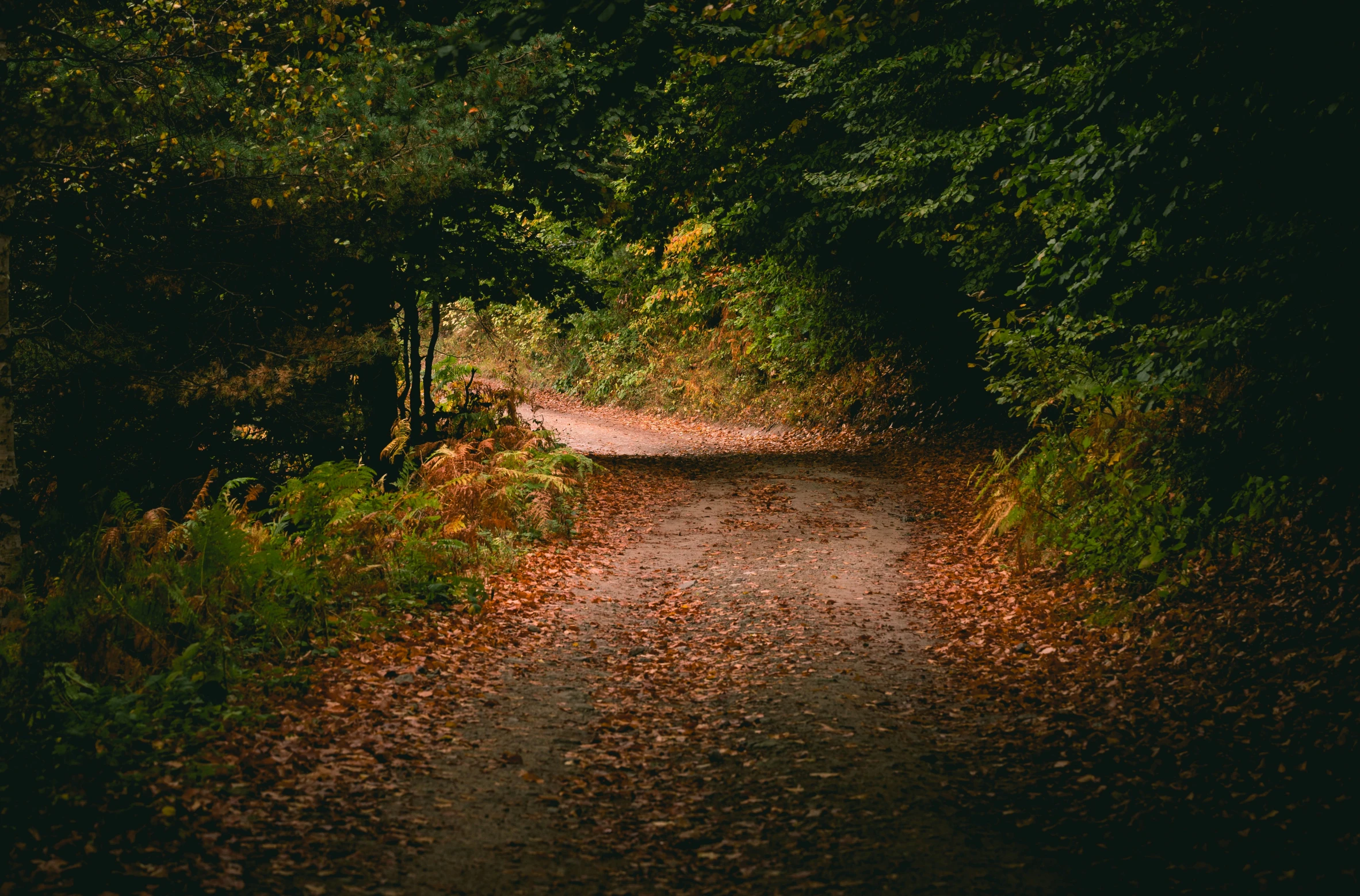 an empty dirt road leading through the woods