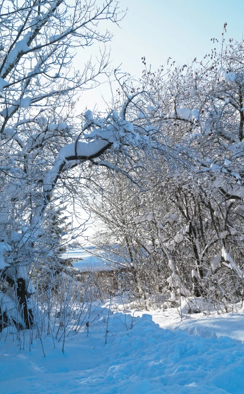 a person in the distance with a snowboard on and some trees