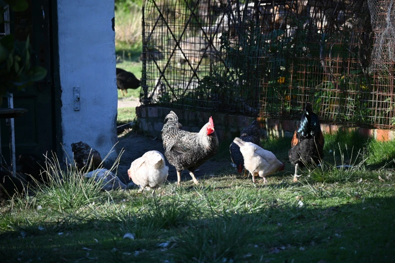 three chickens sitting and one standing in the grass