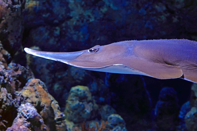 the long, wide beaked squid is floating in the water