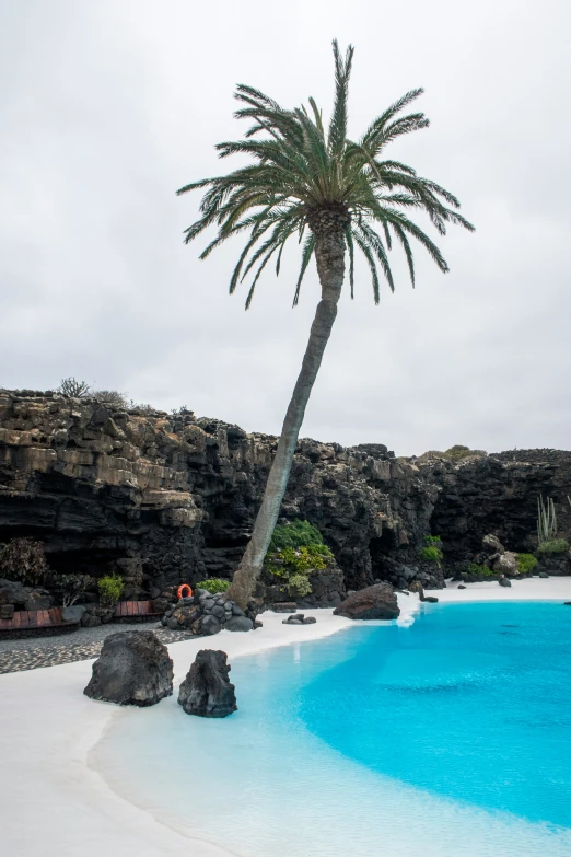 a palm tree sitting in a pool filled with water