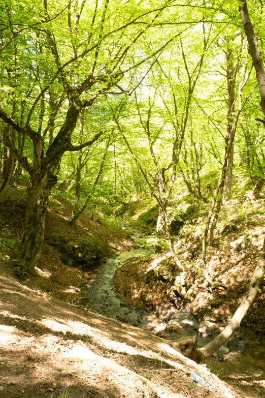 an image of sunlight shining through trees in the woods