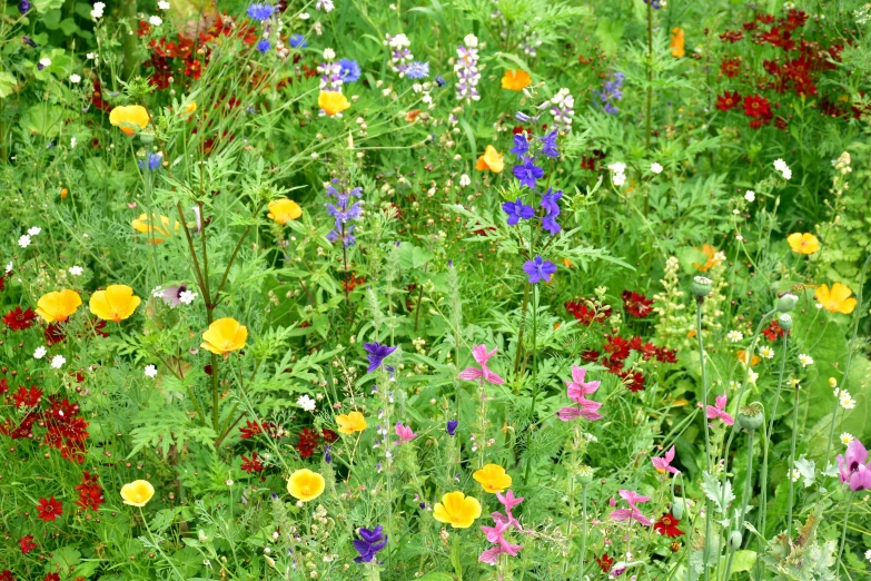 a variety of flowers that are outside in the grass