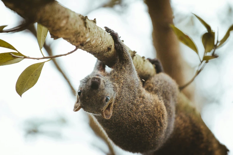 a small brown animal hanging on the side of a tree