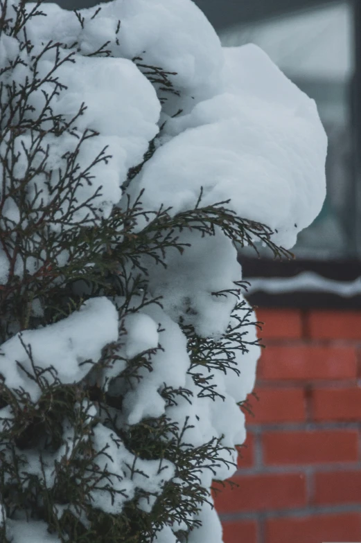 snow covering the nches of a shrub near a red brick building