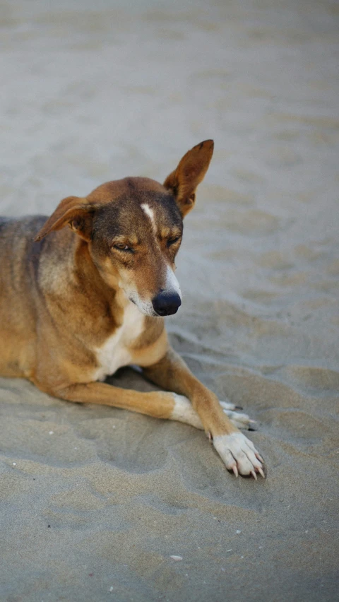 a dog that is laying down in the sand