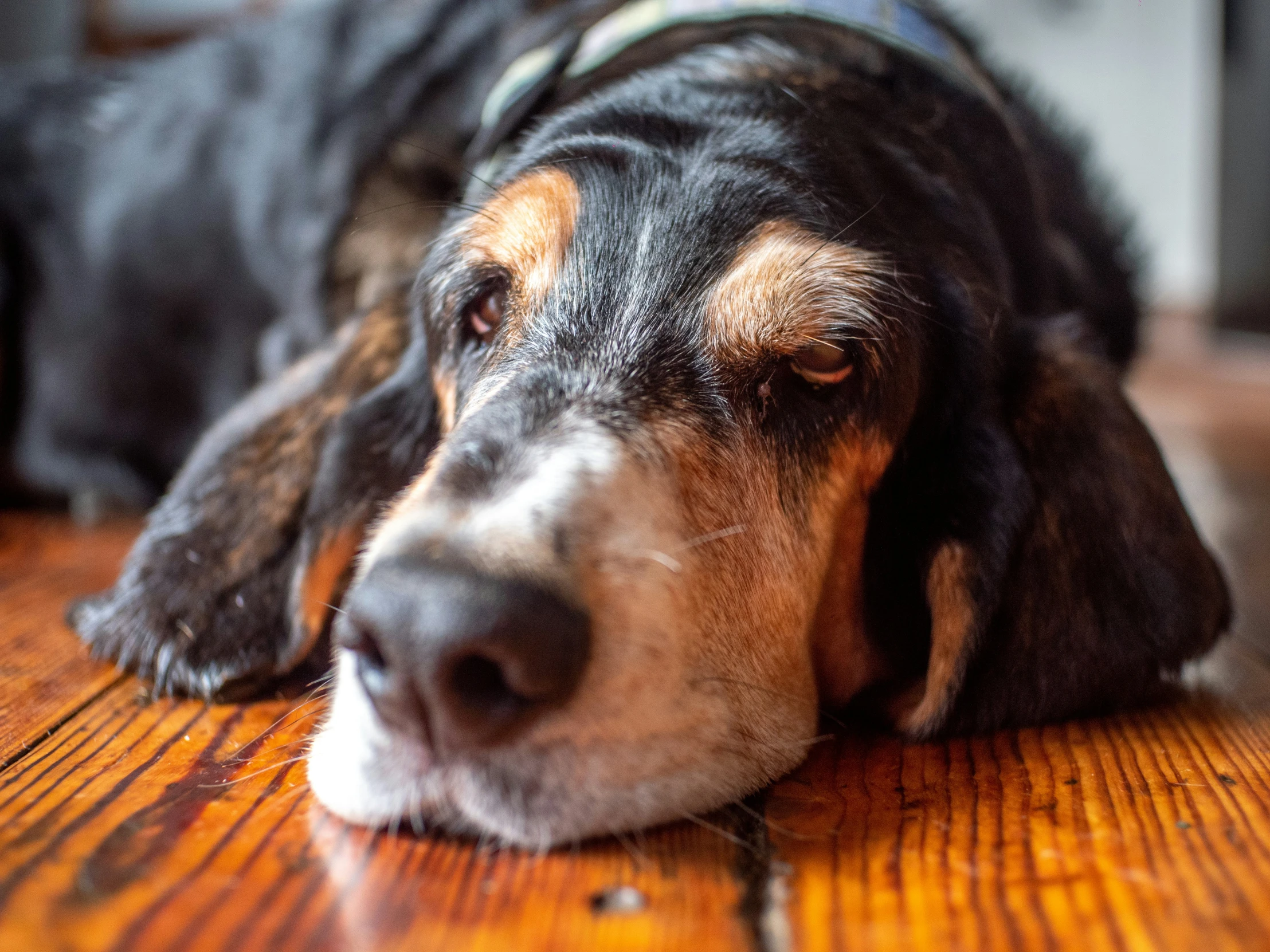 a dog laying on the ground looking down