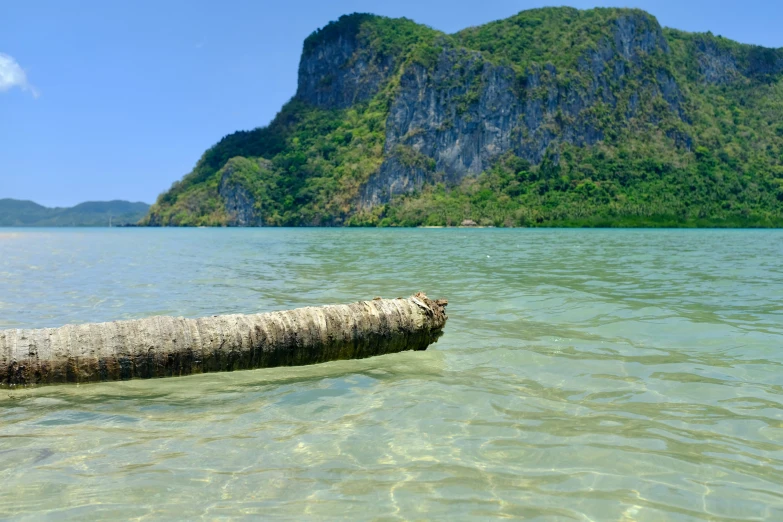 the log is still in the water near the shore