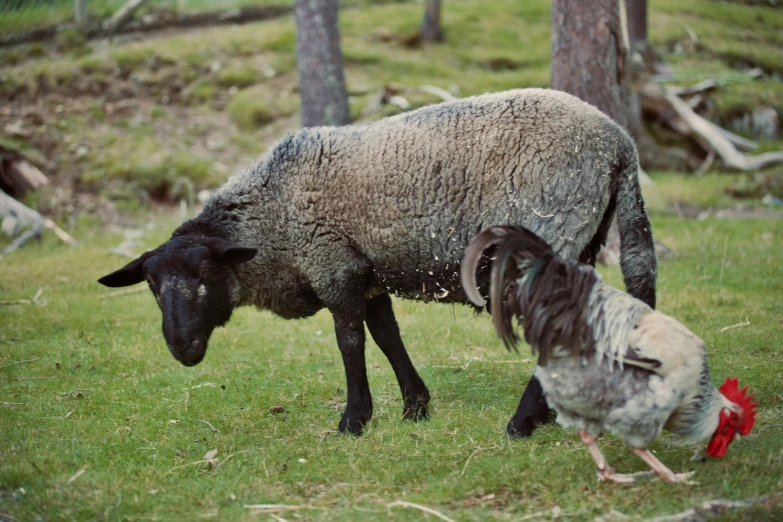 two sheep in grass field next to trees