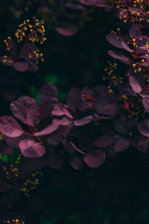 there is purple leaves growing on the side of a tree