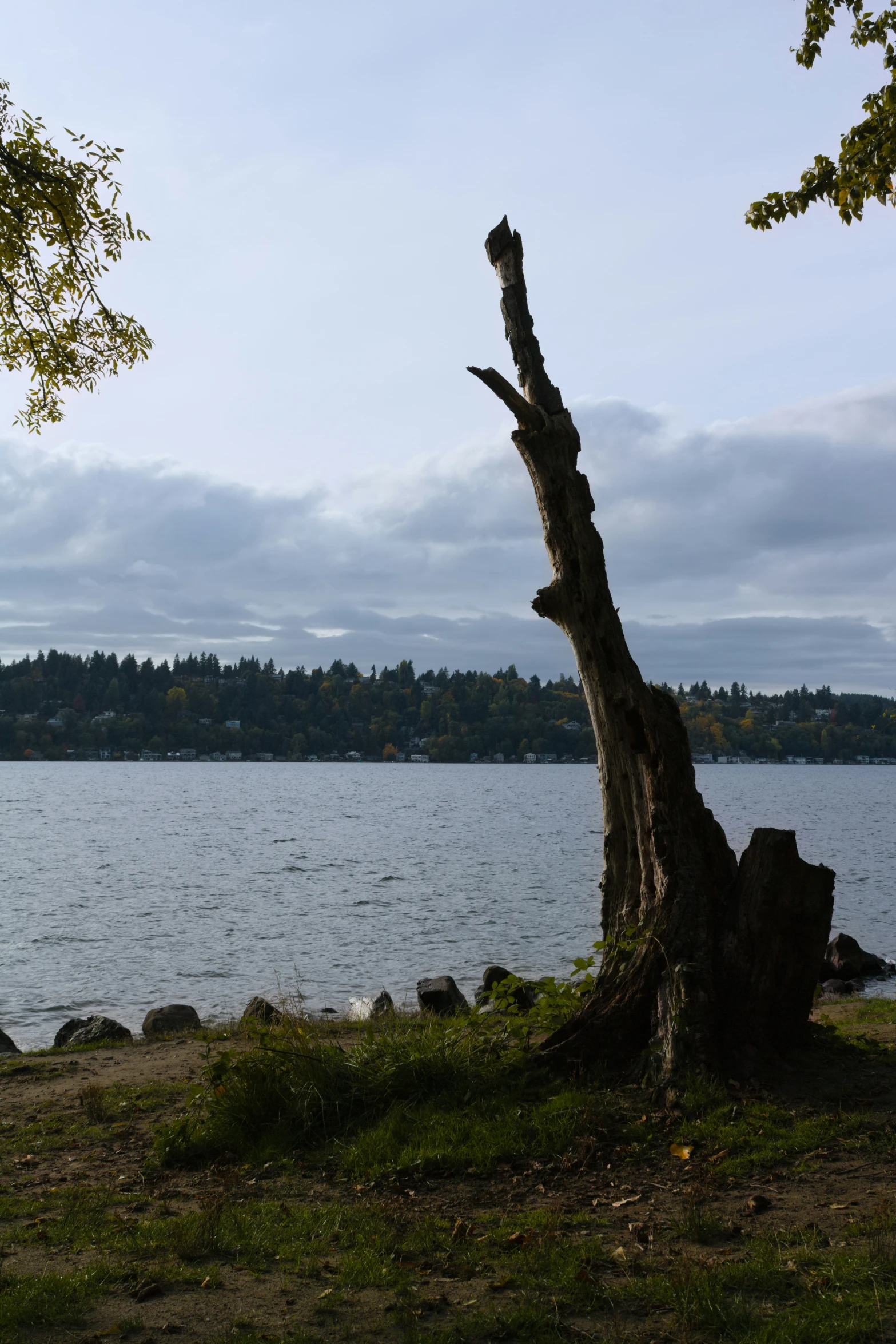 a tree leaning over by the water