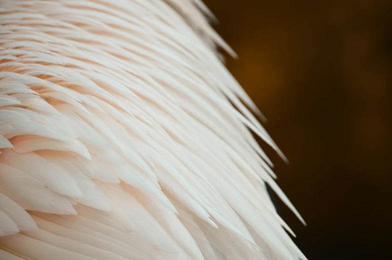 the feathers on the back of a large bird