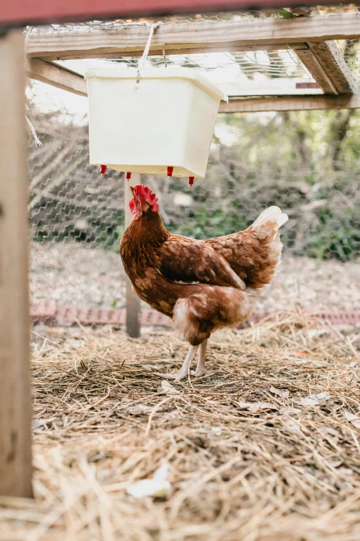 a chicken is standing on dry grass by an old feeder