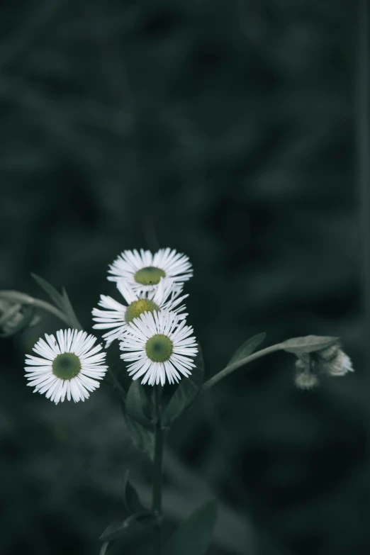 white flower in the middle of green leaves