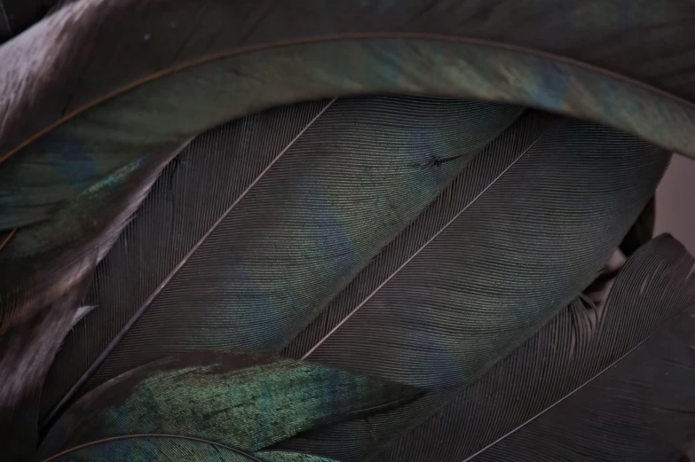 there are some feathers that are together