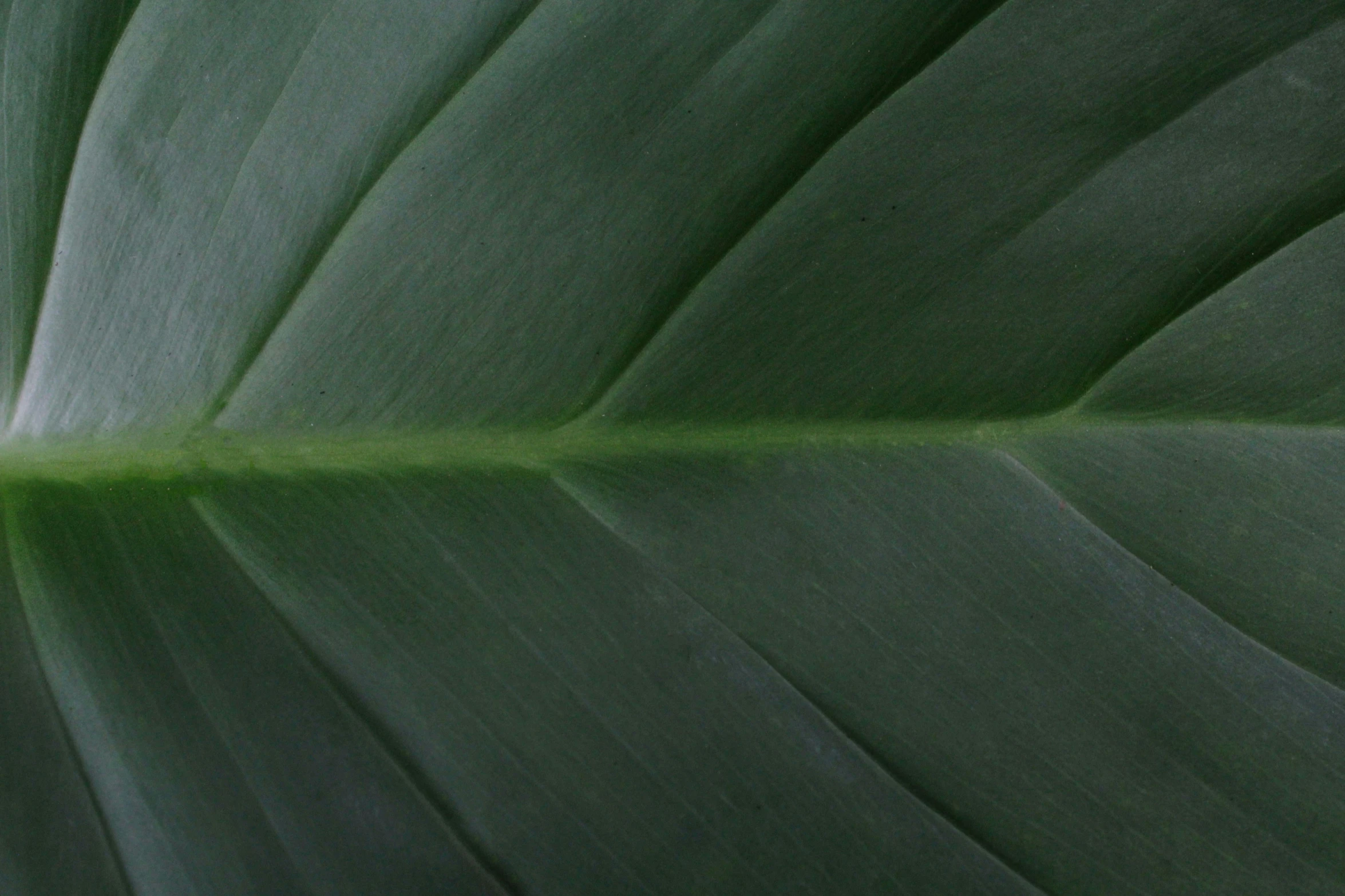 the green plant leaves has tiny folds