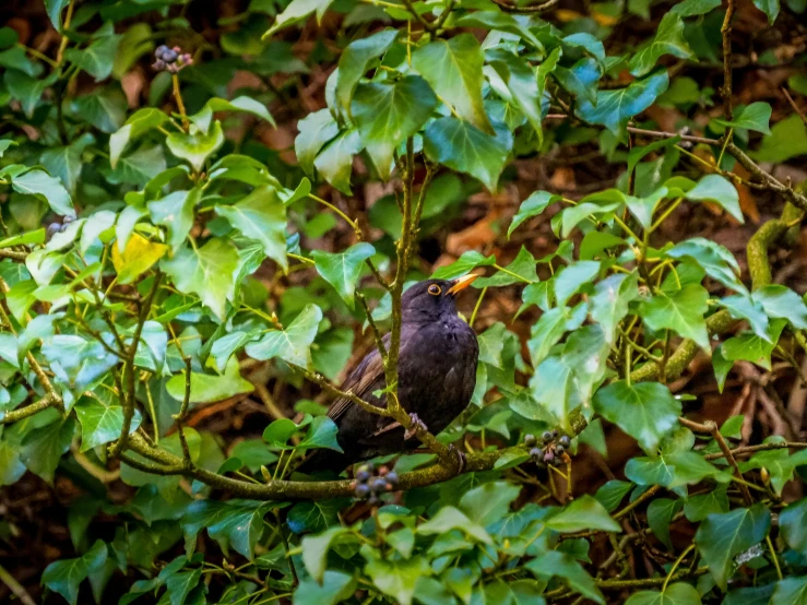 a bird sits on a nch surrounded by green leaves