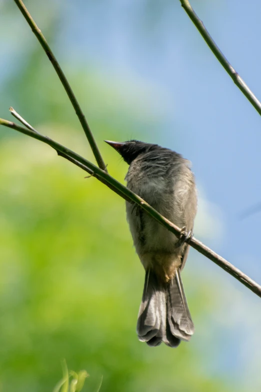 a bird is sitting on the nch looking away