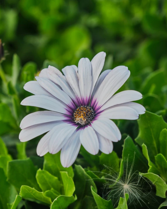 a flower with pink and white petals in the center