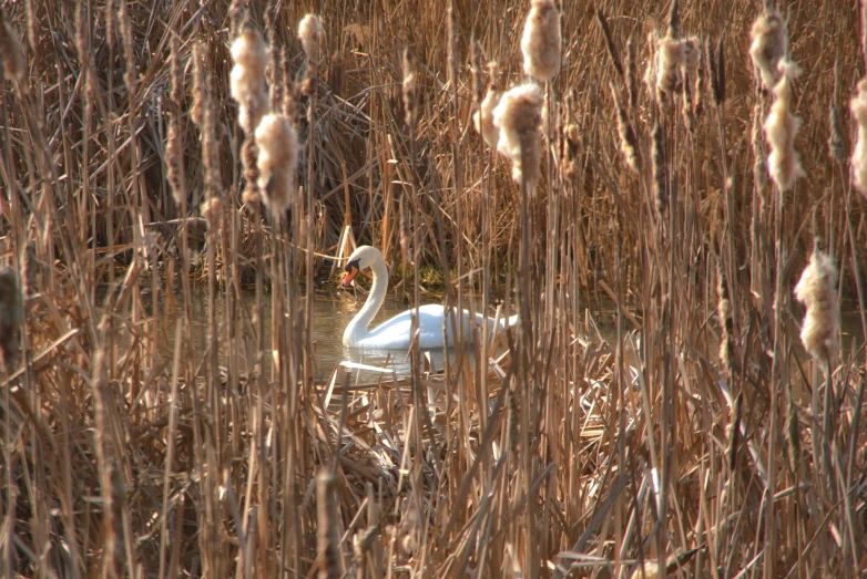 there is a bird that is swimming in the water