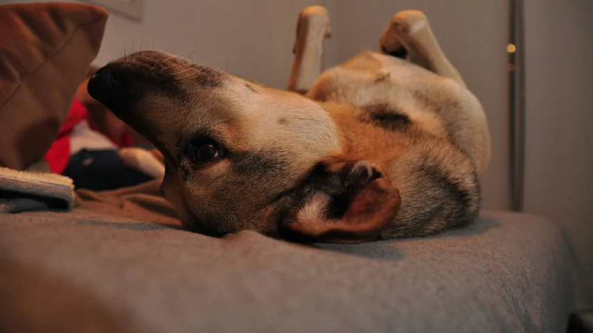 a dog taking a nap on his back on the bed