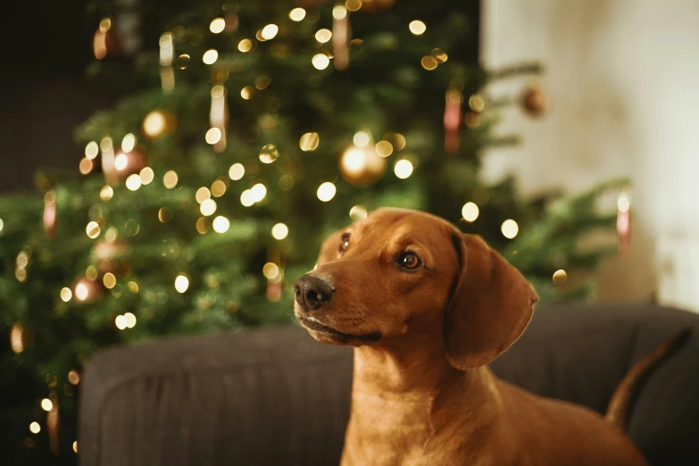 a dog with its head up sitting on a sofa