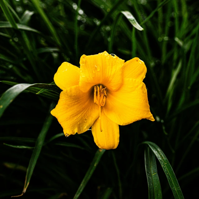 the large yellow flower is in between some green plants