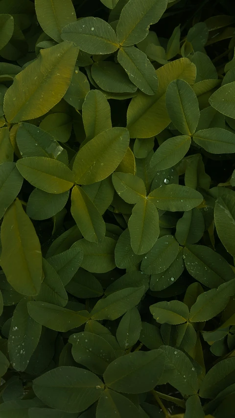 a close up s of some green leaves