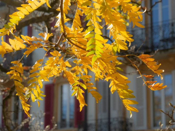 a tree that has a bunch of yellow leaves