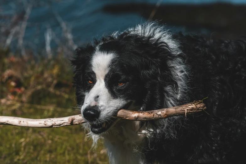 a dog with long black hair holding a stick