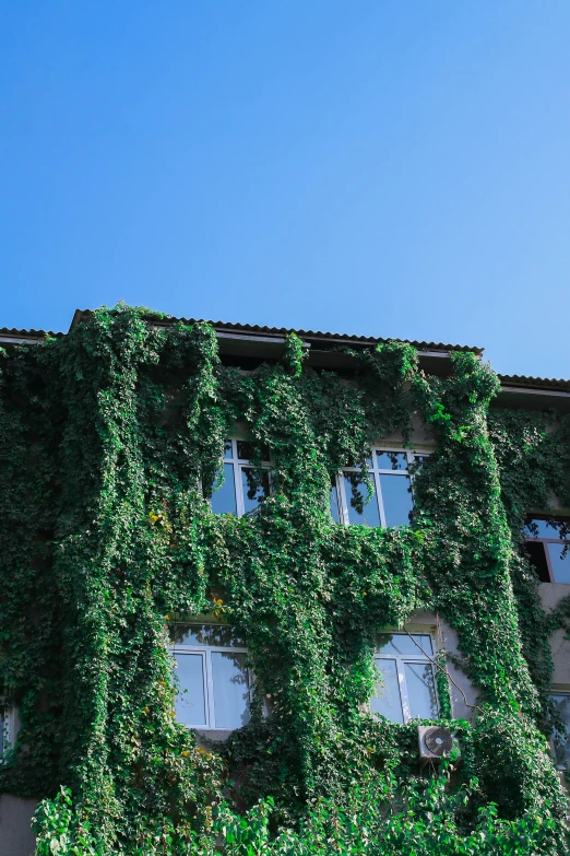 the window in front of the building are covered with vines