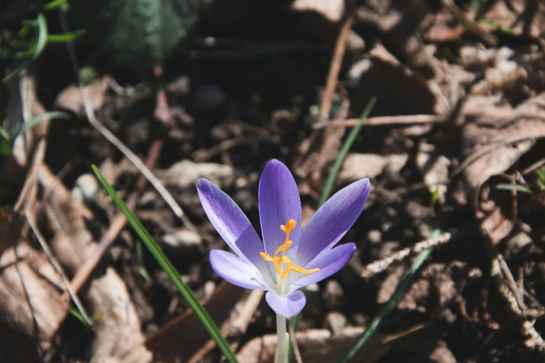 a purple flower sits in the middle of some dirt