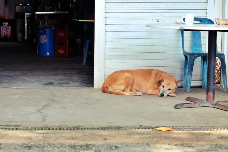 a brown dog laying on the concrete near a table