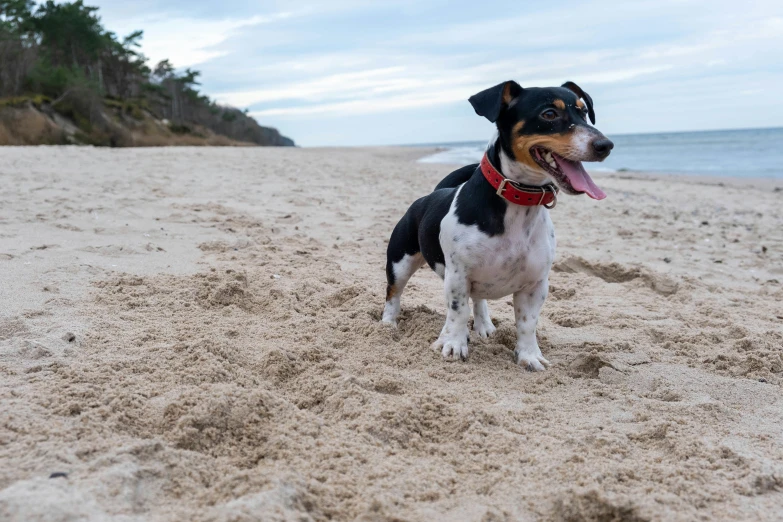 a small dog with it's tongue hanging out on the beach