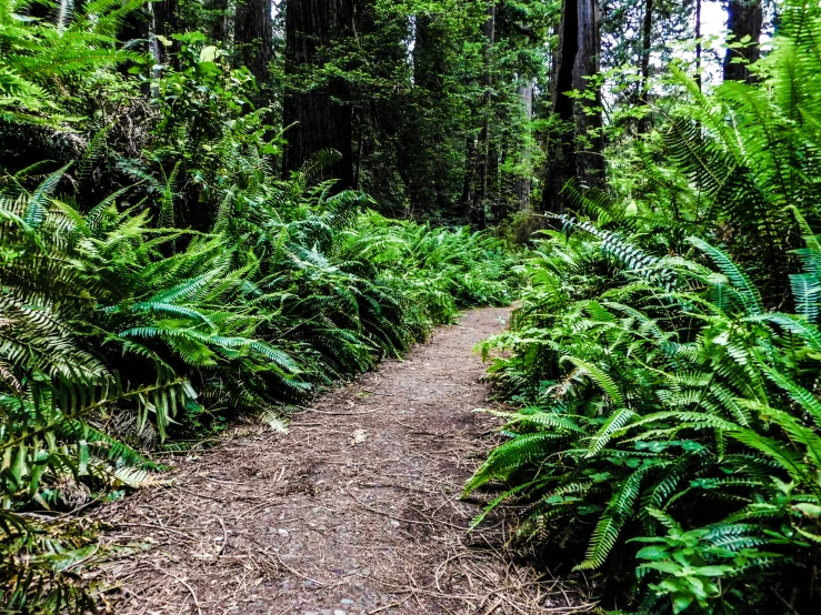 dirt trail in the woods and grass with trees