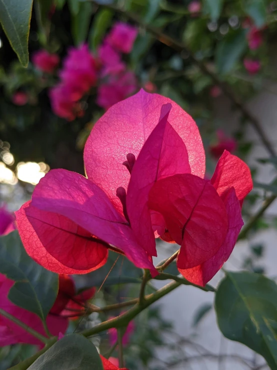 pink flowers are blooming on a bush